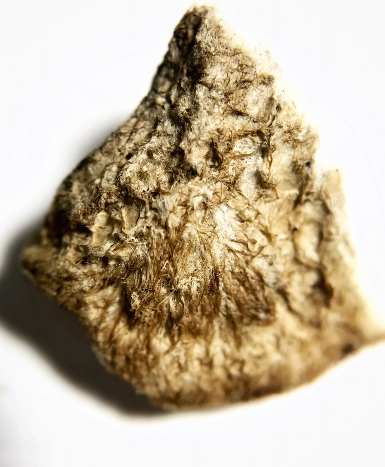 Postia livens image