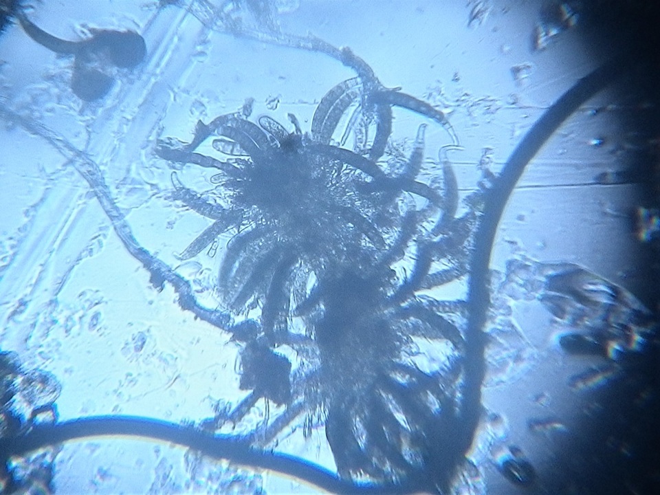 Scolicosporium fagi image