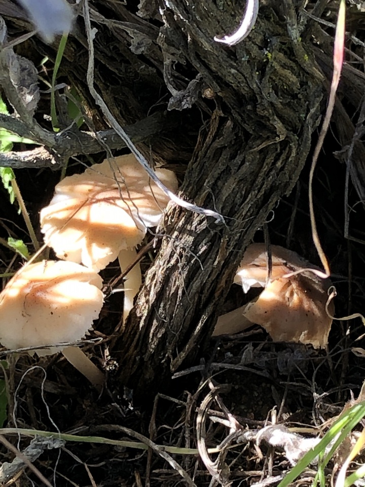 Leucoinocybe lenta image