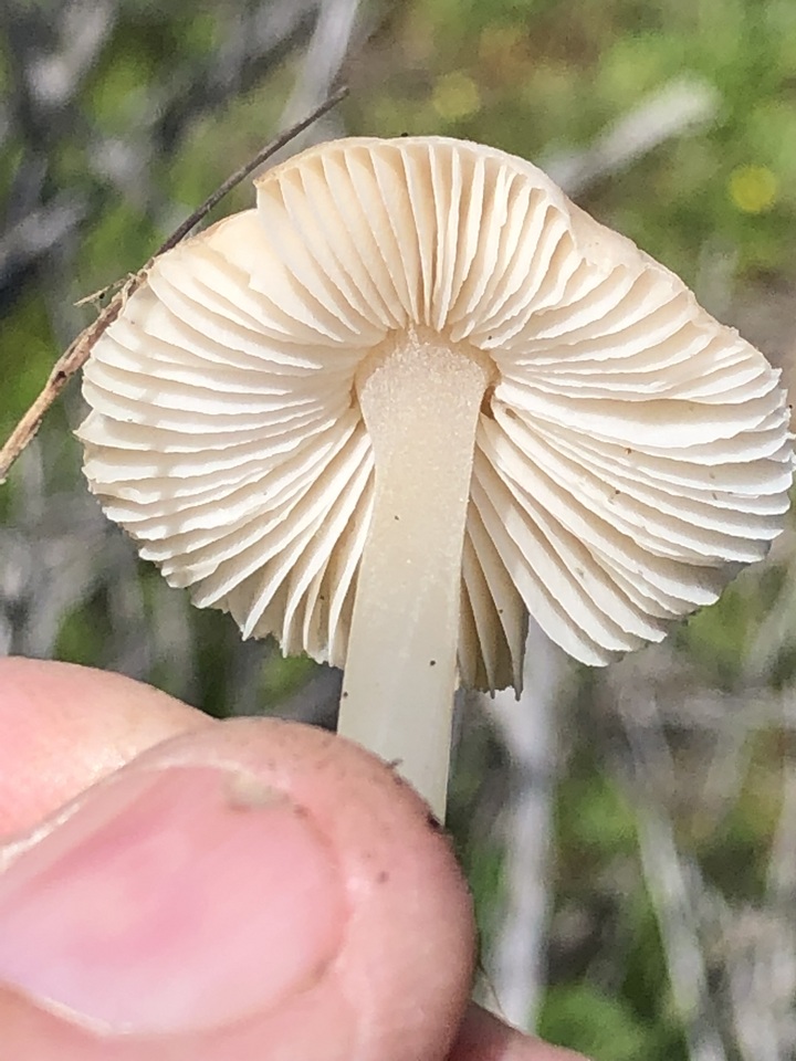 Leucoinocybe lenta image