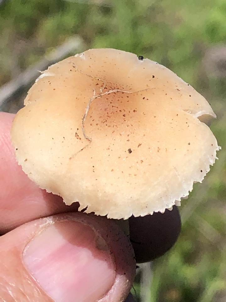 Leucoinocybe lenta image
