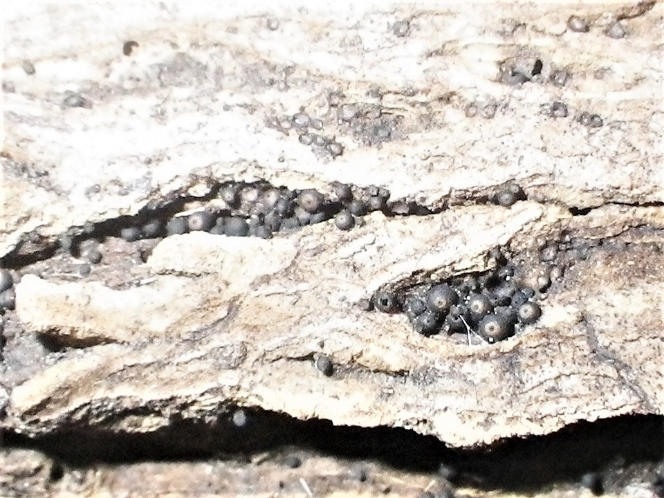 Byssosphaeria schiedermayeriana image