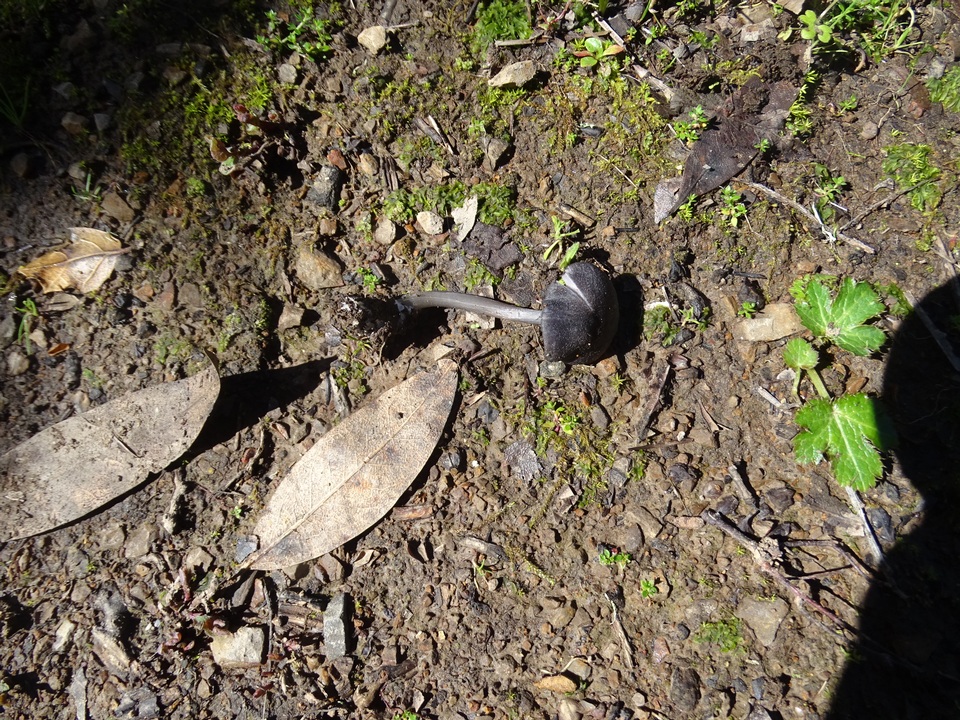 Entoloma chalybaeum image