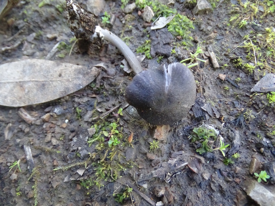 Entoloma chalybaeum image