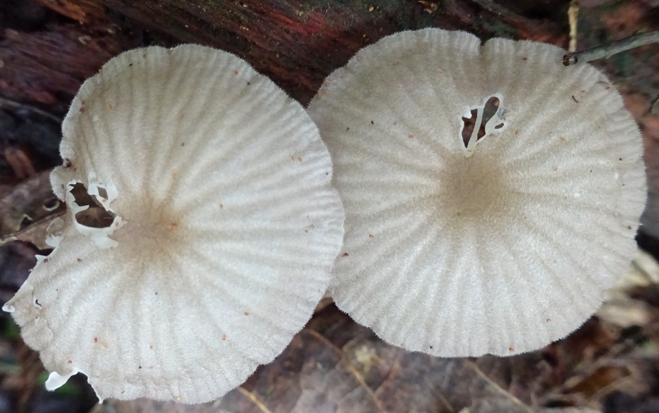 Pseudohiatula irrorata image
