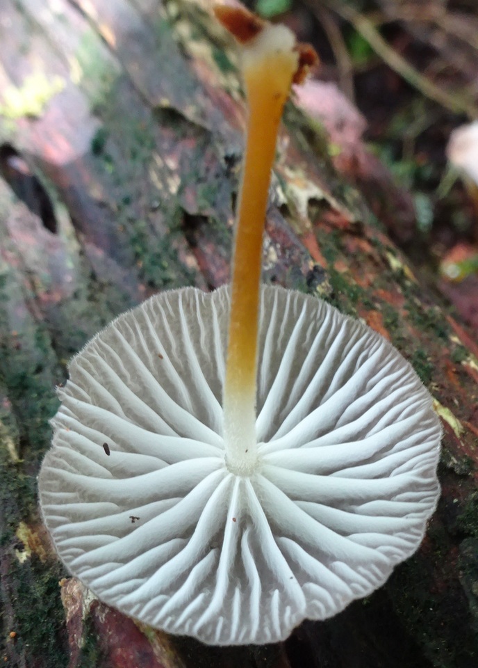 Pseudohiatula irrorata image