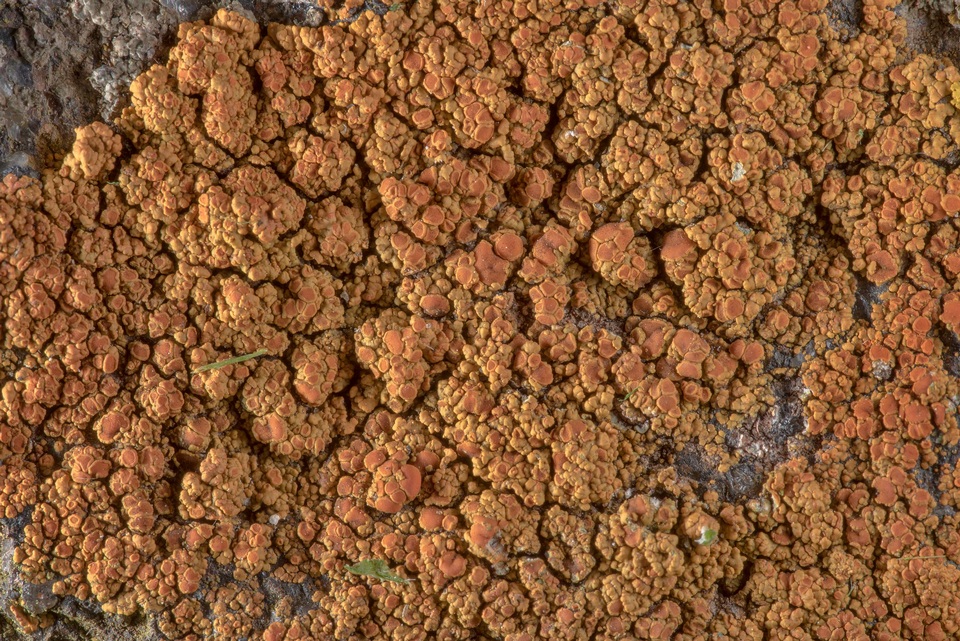 Caloplaca squamosa image
