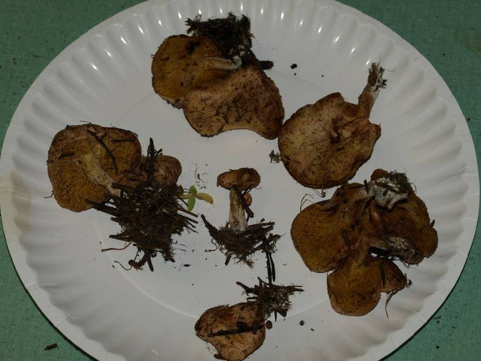 Suillus megaporinus image