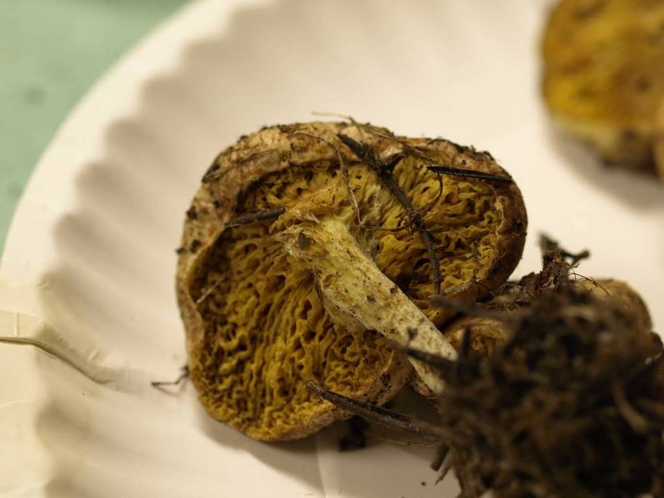 Suillus megaporinus image
