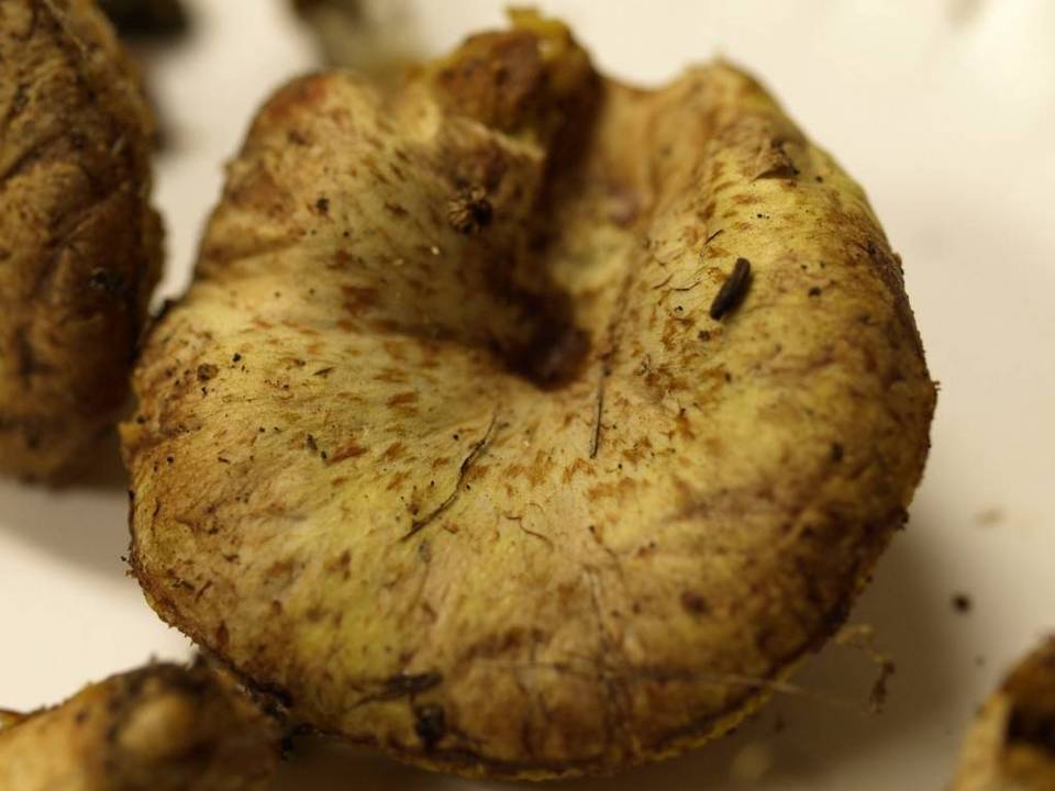 Suillus megaporinus image