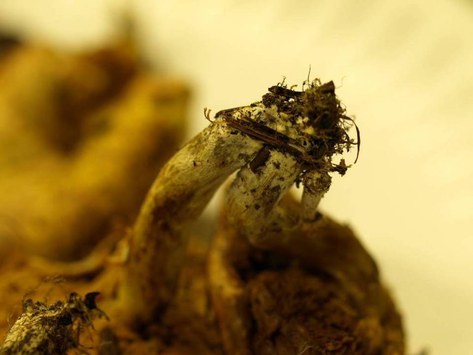 Suillus megaporinus image