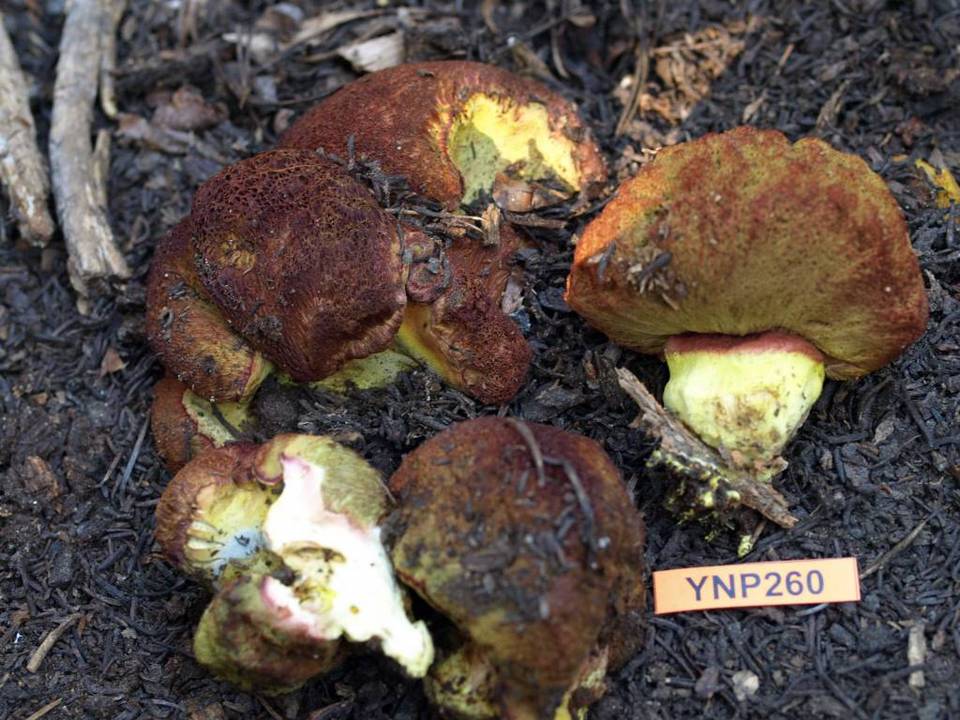 Gastroboletus vividus image