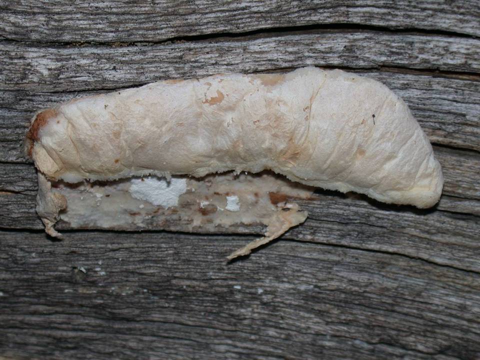 Oligoporus leucospongia image