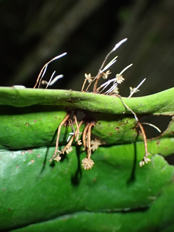 Ophiocordyceps engleriana image