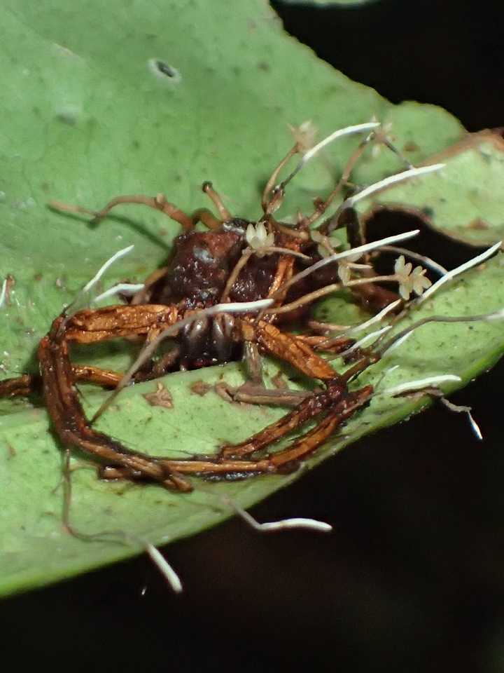 Ophiocordyceps engleriana image