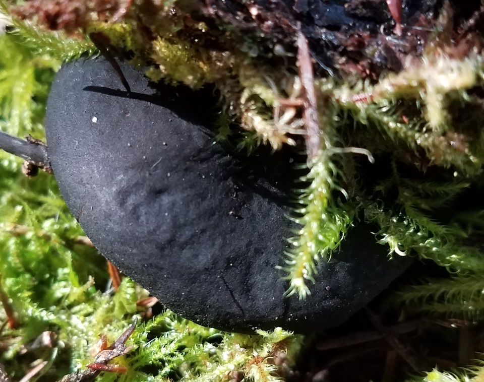 Pseudoplectania melaena image