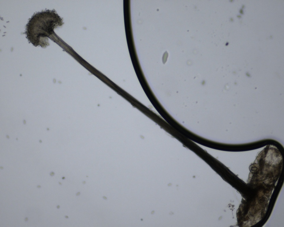 Parascedosporium putredinis image