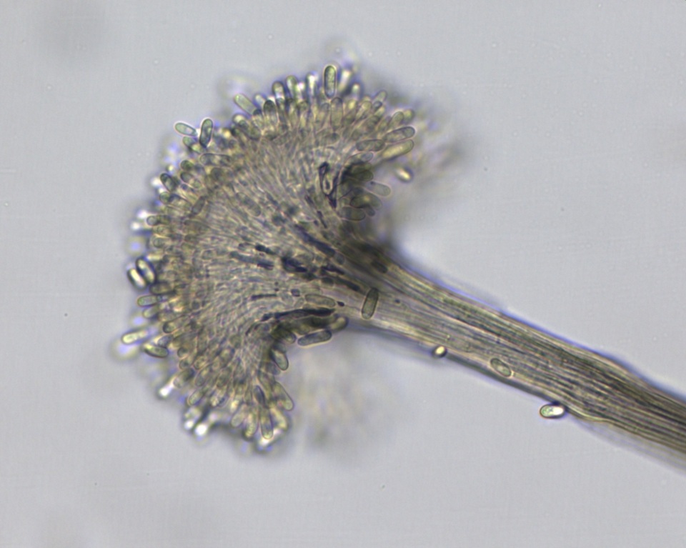 Parascedosporium image