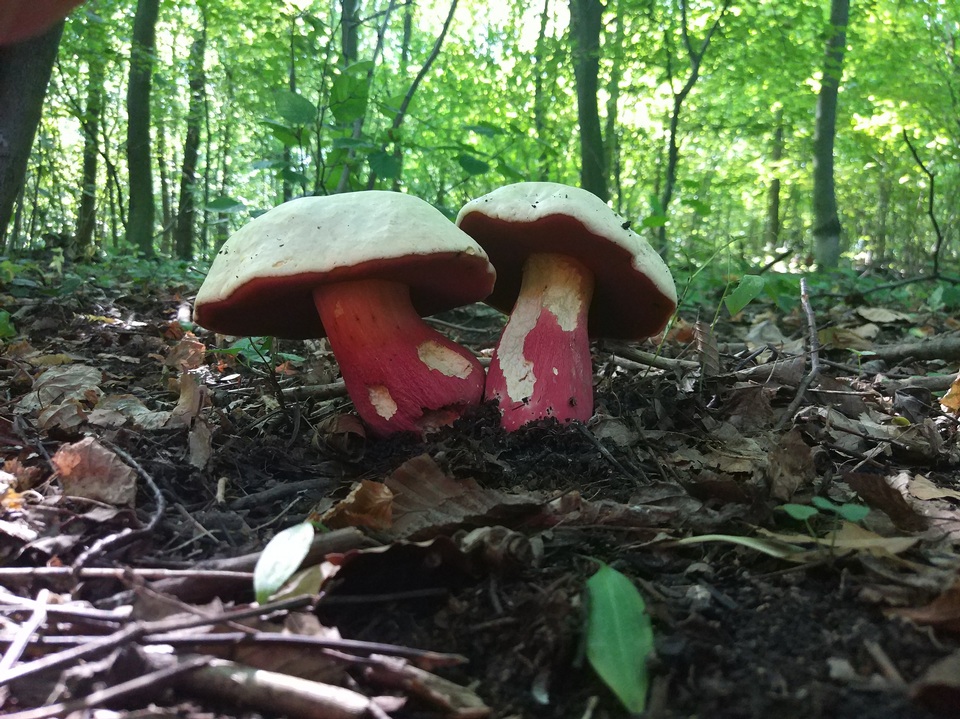 Rubroboletus satanas image