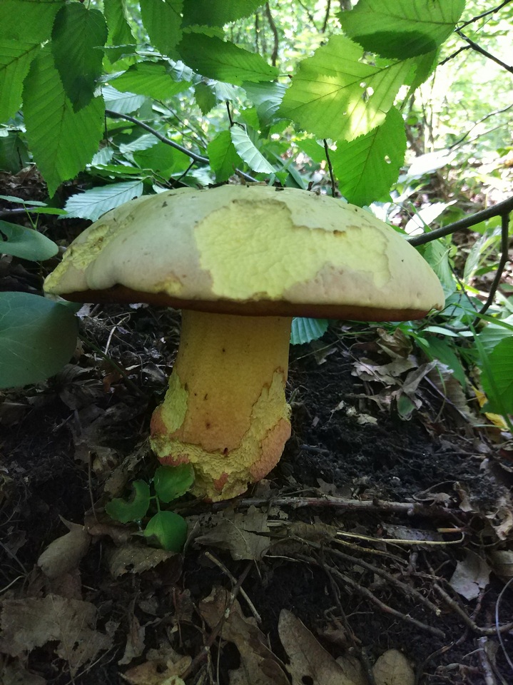 Rubroboletus satanas image