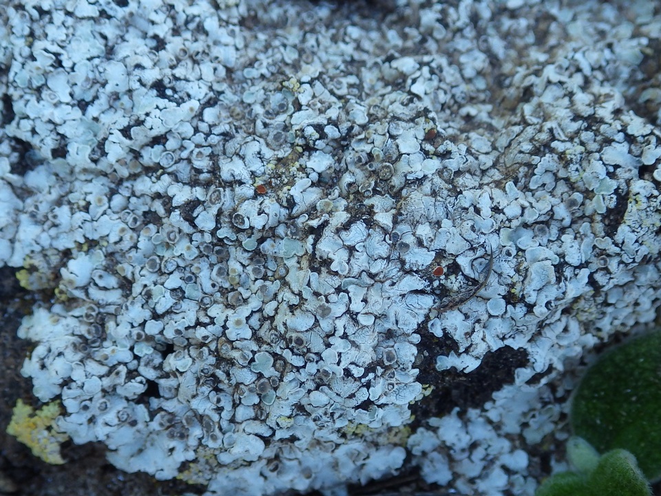 Squamarina lentigera image