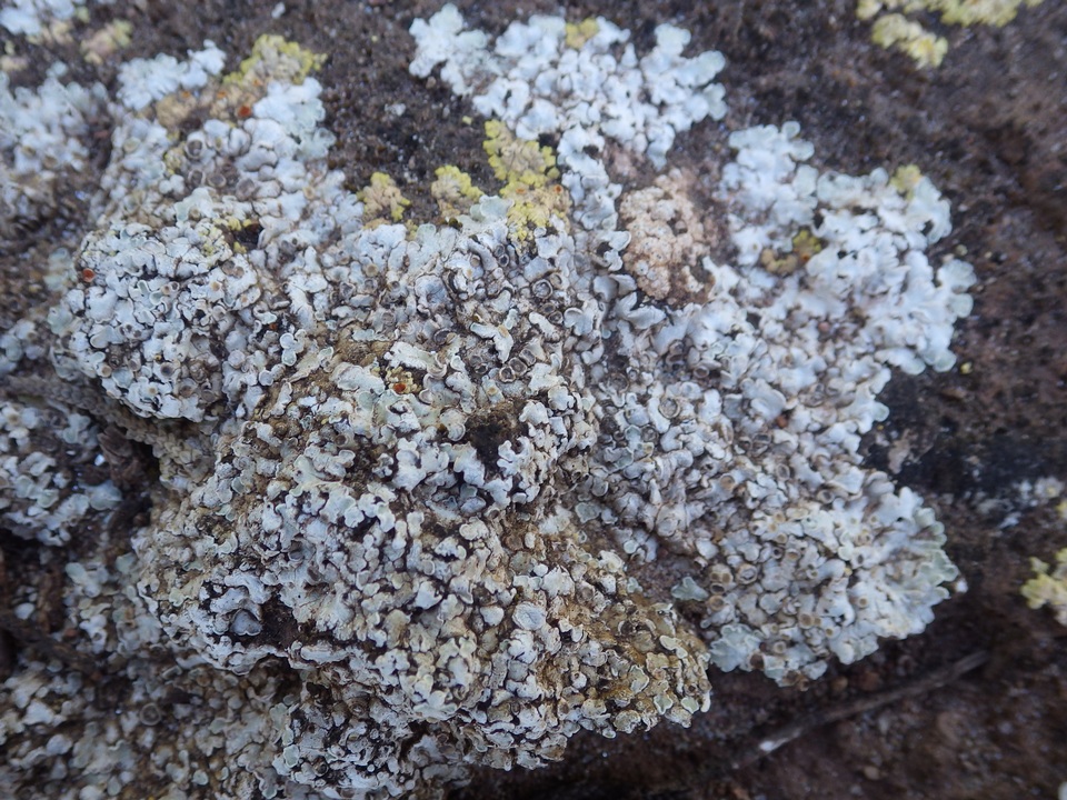 Squamarina lentigera image
