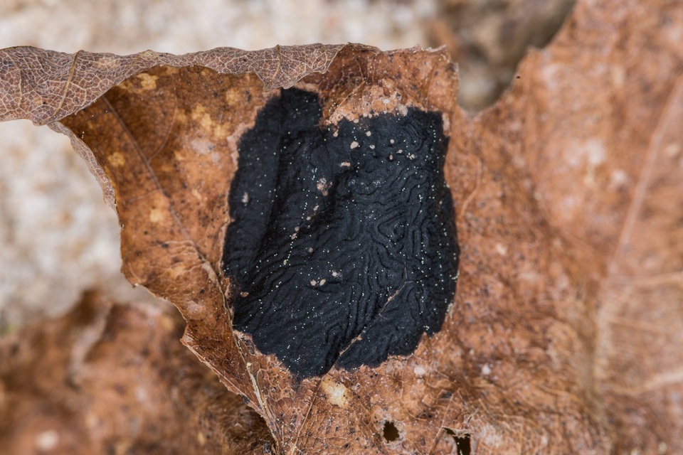 Rhytisma americanum image