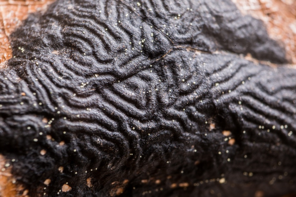 Rhytisma americanum image