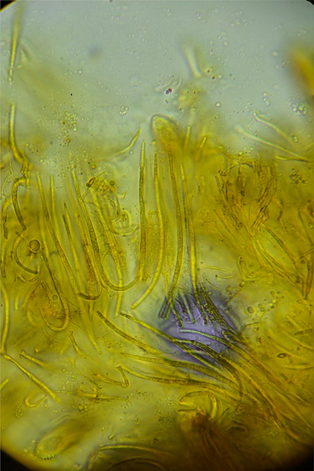 Rhytisma americanum image