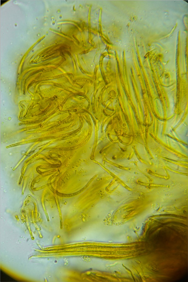 Rhytisma americanum image