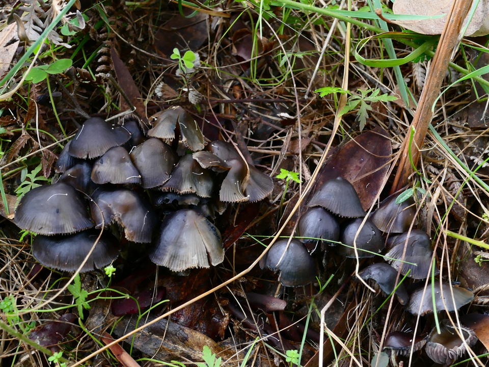 Psilocybe papuana image