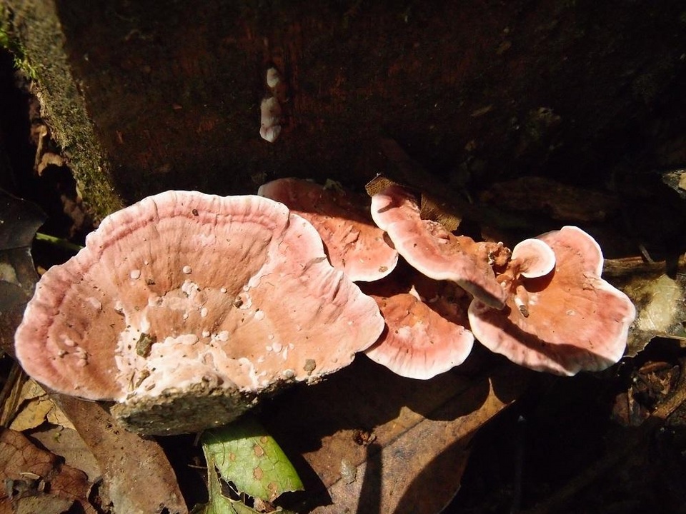 Rhodofomitopsis feei image
