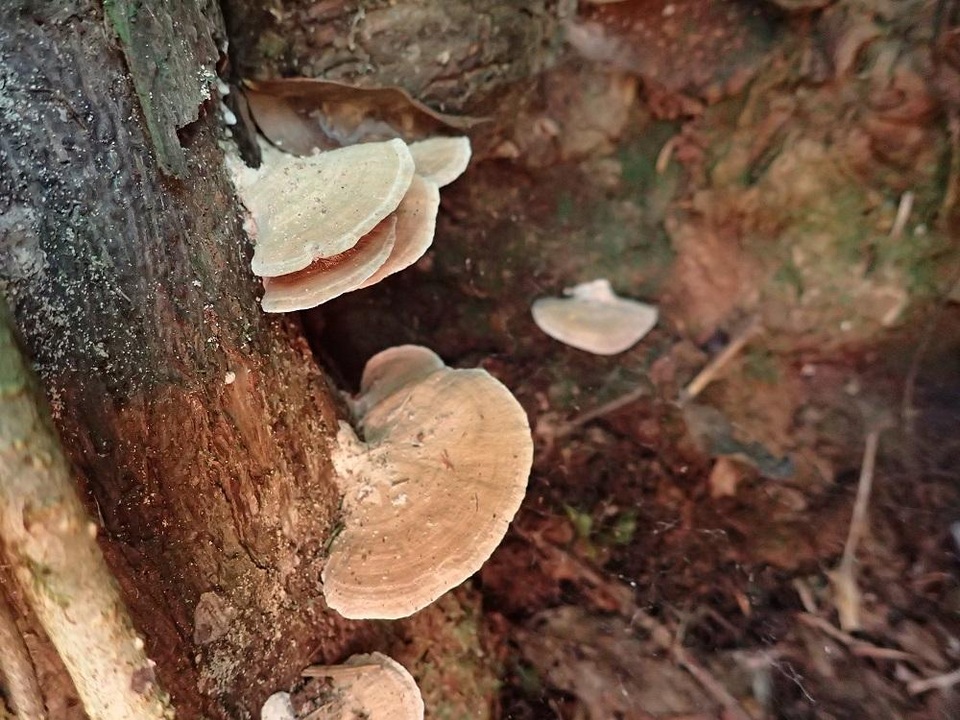 Rhodofomitopsis feei image