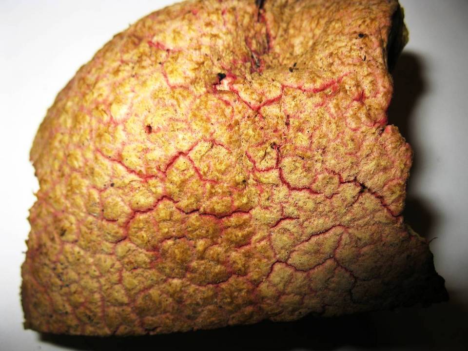 Suillus ochraceoroseus image