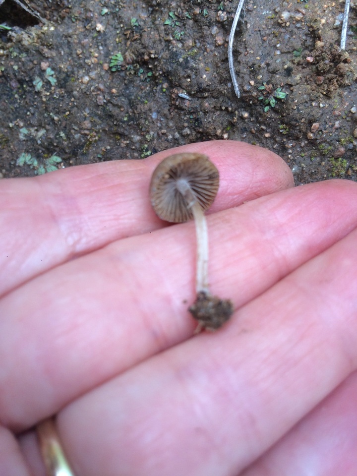 Psathyrella laricina image