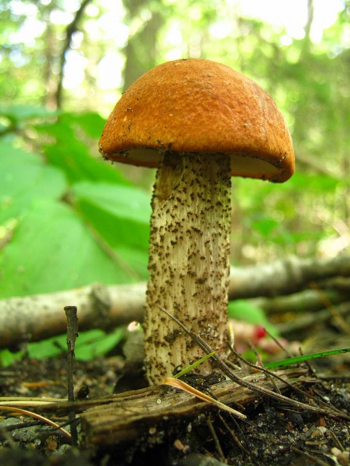 Leccinum vulpinum image