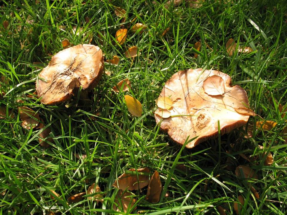 Hebeloma sinapizans image