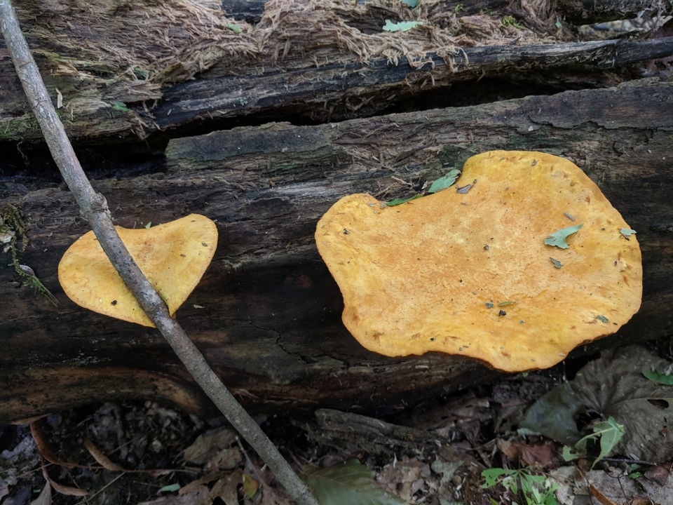 Pholiota multifolia image