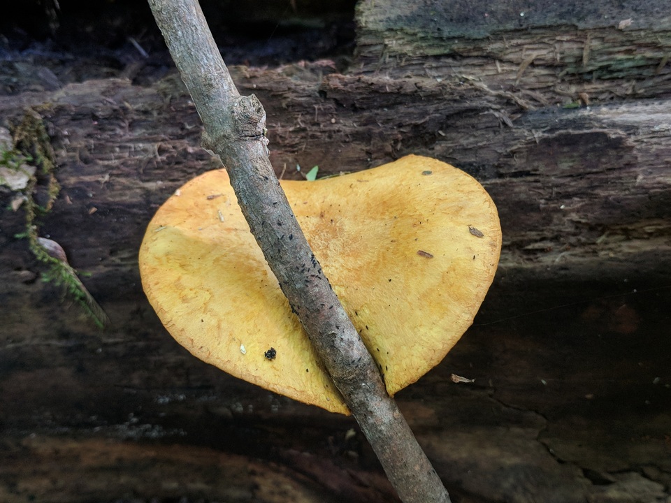 Pholiota multifolia image