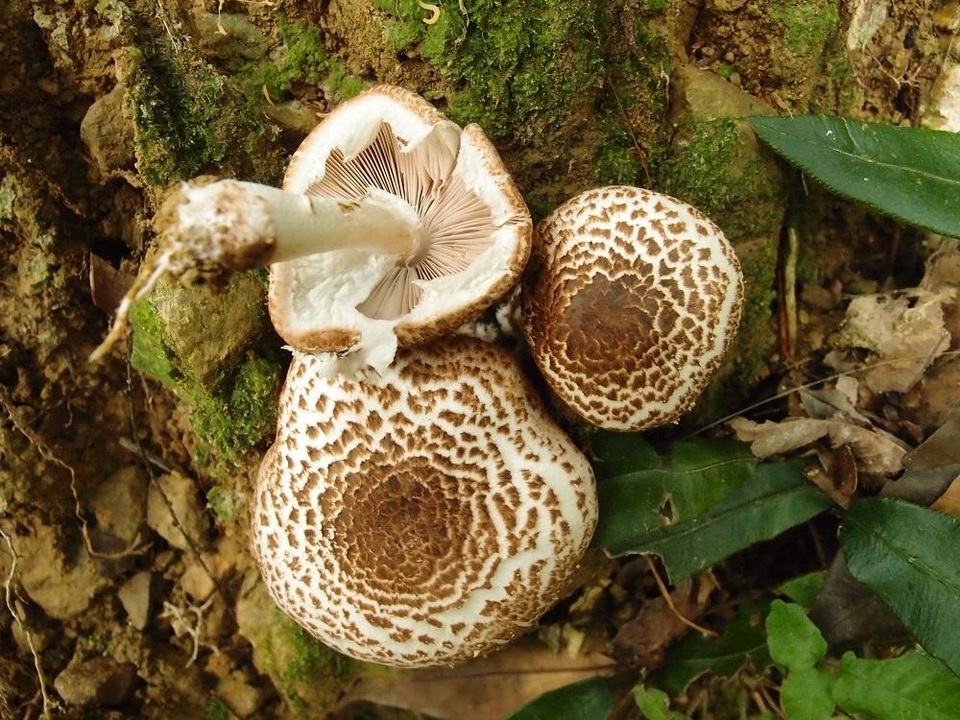 Agaricus bresadolanus image
