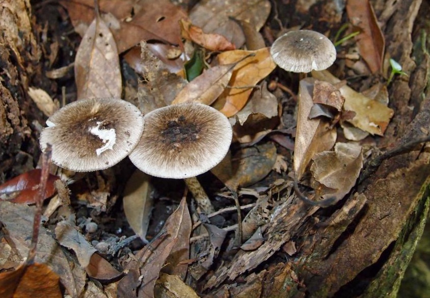 Amanita fuliginea image