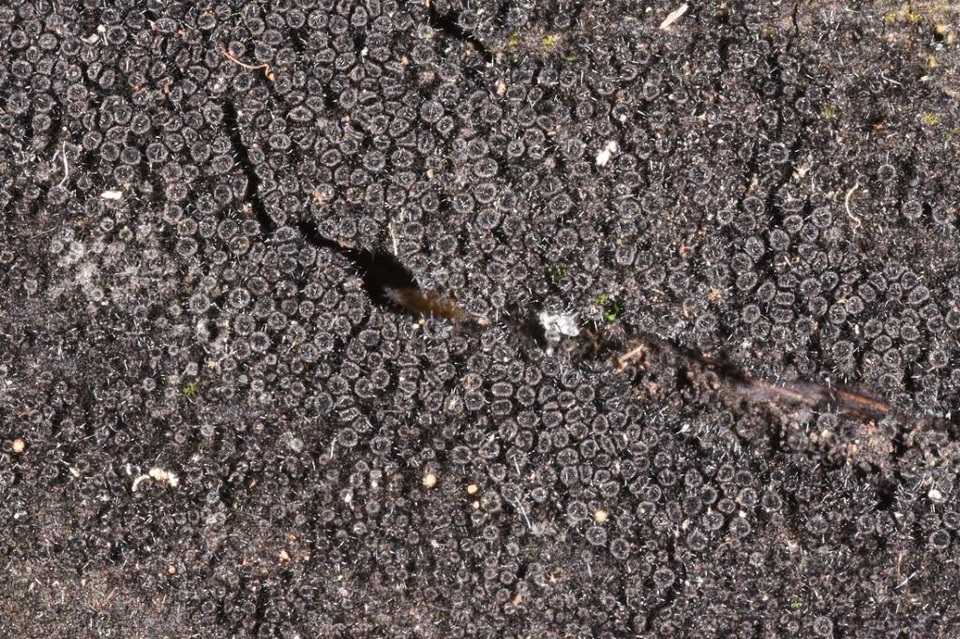 Acanthonitschkea argentinensis image