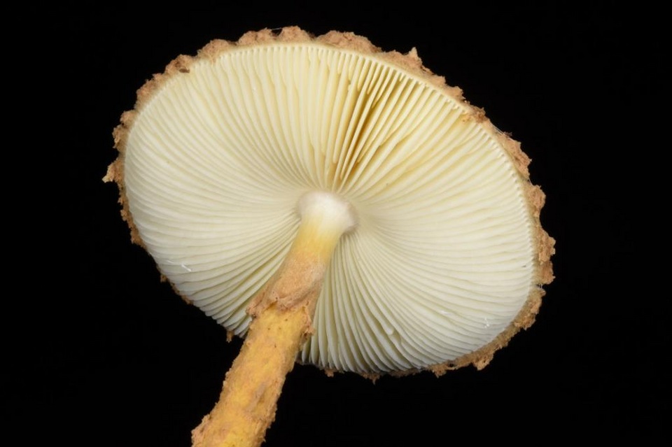 Amanita flavofloccosa image