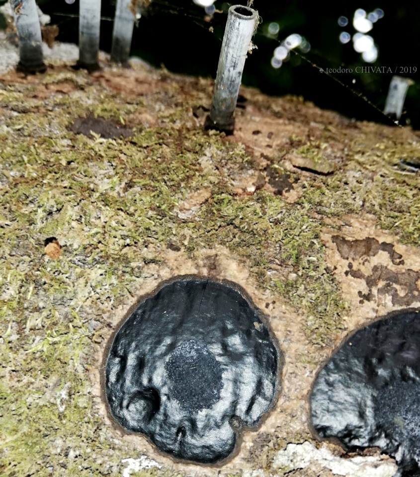 Camillea leprieurii image