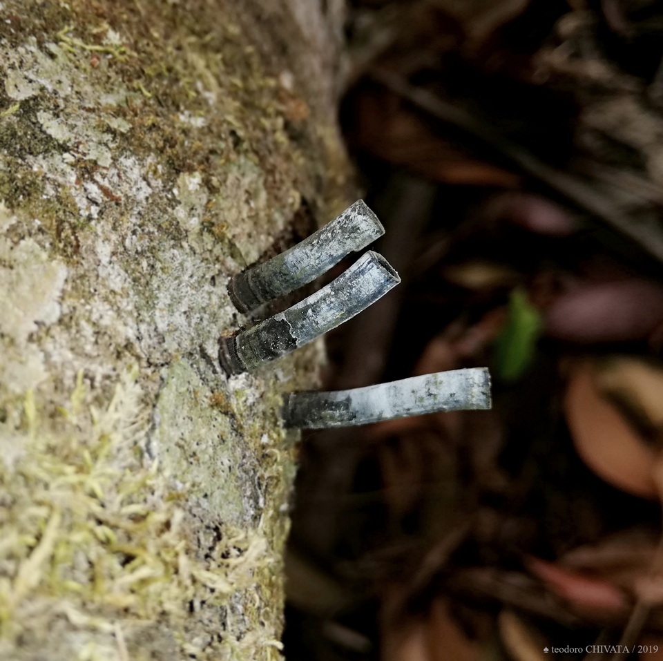 Camillea leprieurii image
