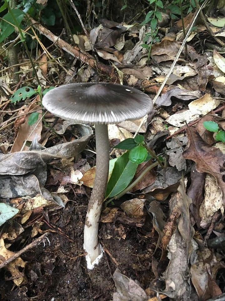 Amanita atrofusca image