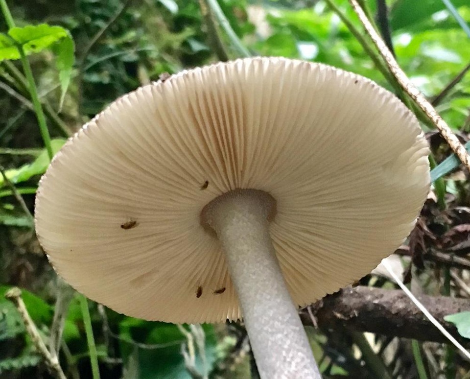 Amanita atrofusca image