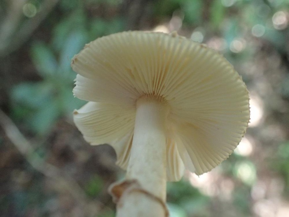 Amanita esculenta image