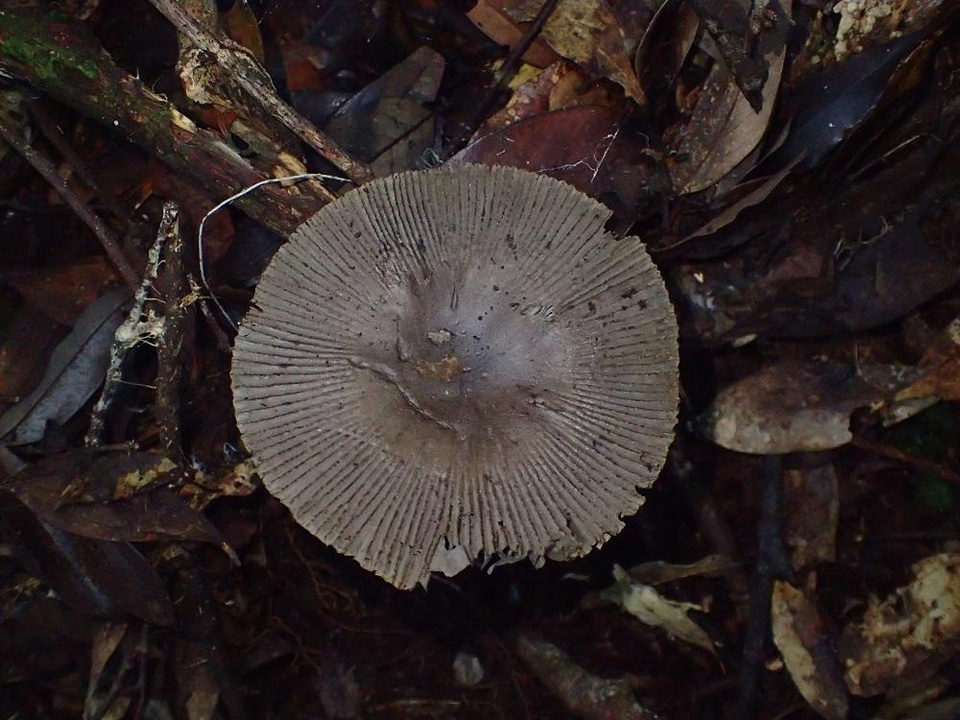 Amanita griseofolia image