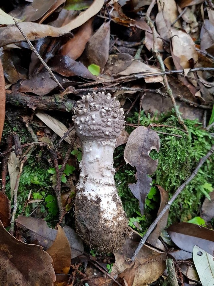 Amanita griseoverrucosa image